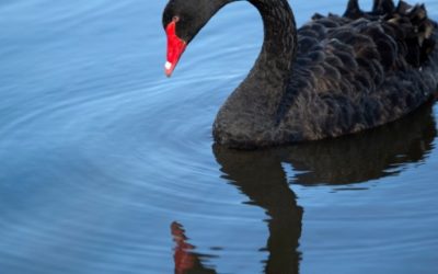 La madurez digital cuando llega un cisne negro